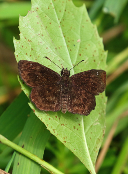 Hayhurst's Scallopwing